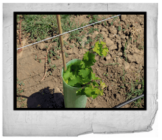 protetores plantas